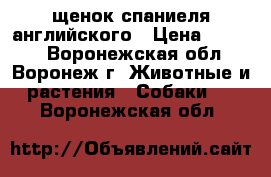 щенок спаниеля английского › Цена ­ 7 000 - Воронежская обл., Воронеж г. Животные и растения » Собаки   . Воронежская обл.